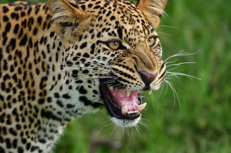 Maasai Mara National Reserve